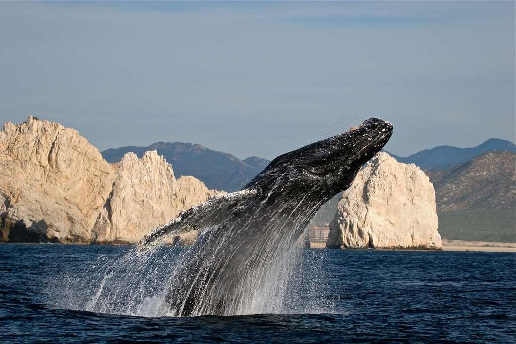 卡波圣卢卡斯 Park Hyatt Los Cabos At Cabo Del Sol酒店 外观 照片